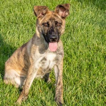 COLA -  Dutch Shepherd and Mixed Breed Dog for Adoption in St. Louis, Missouri - COLA | PetCurious