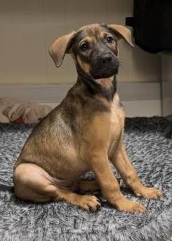 Flint -  Labrador Retriever Dog for Adoption in Colorado Springs, Colorado - Flint | PetCurious
