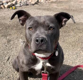 American Staffordshire Terrier Dogs Available for Adoption in Golden, Colorado - Bubbles | PetCurious