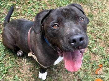 Dudley -  Pit Bull Terrier Dog for Adoption in Roanoke, Virginia - Dudley | PetCurious