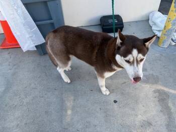 Rescue Siberian Husky Dogs for Adoption in Tustin, California - LITTLE RED | PetCurious