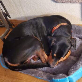 Doberman Pinscher and Mixed Breed Dogs Available for Adoption in San Francisco, California - Brandon | PetCurious