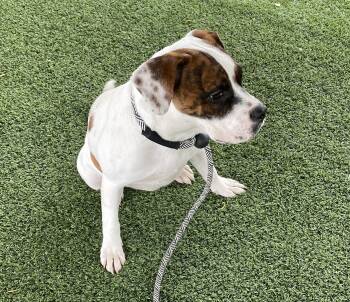 Rescue Boxer Dogs for Adoption in Canutillo, Texas - Rosa | PetCurious