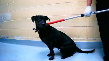 Pit Bull Terrier and Mixed Breed Dogs Available for Adoption in Tulsa, Oklahoma - THEA | PetCurious