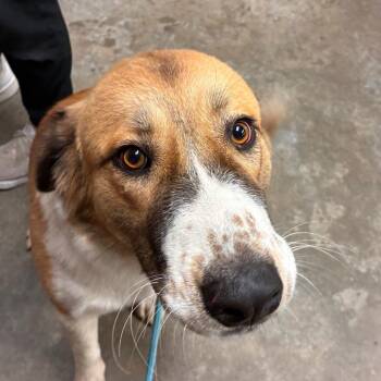 Dallas -  Great Pyrenees and Mixed Breed Dog for Adoption in Manhattan, Kansas - Dallas | PetCurious