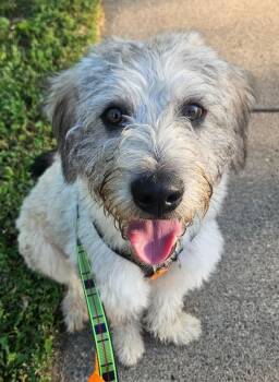Ross -  Terrier Dog for Adoption in Minneapolis, Minnesota - Ross | PetCurious