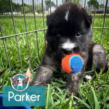 German Shepherd Dog and Labrador Retriever Dogs Available for Adoption in Friendswood, Texas - Parker Rodeo  | PetCurious
