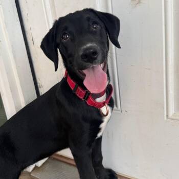 Willa -  Hound and Mixed Breed Dog for Adoption in Fayetteville, Arkansas - Willa | PetCurious