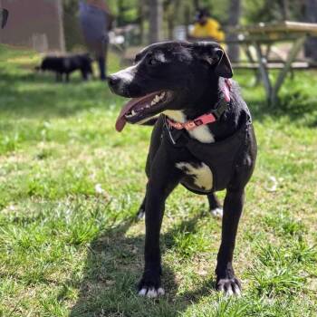 American Staffordshire Terrier Dogs Available for Adoption in Shelby, North Carolina - Inky | PetCurious
