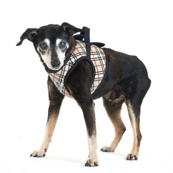 Charcoal Gray 14196 -  Chihuahua Dog for Adoption in San Francisco, California - Charcoal Gray 14196 | PetCurious