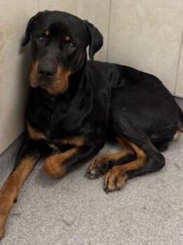 Rottweiler Dogs Available for Adoption in Sidney, Ohio - Magnus Yrly 197 | PetCurious
