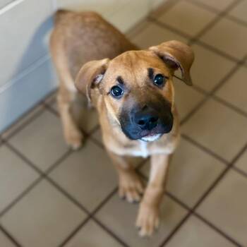 Johnny -  Mixed Breed Dog for Adoption in Wantagh, New York - Johnny | PetCurious