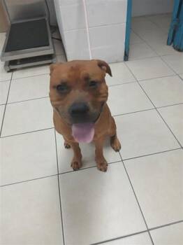 Benjamin -  Mixed Breed Dog for Adoption in Largo, Florida - Benjamin | PetCurious