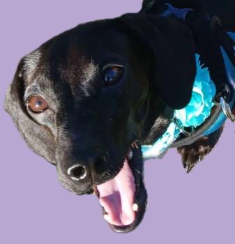 Cinnamon -  Dachshund Dog for Adoption in Savannah, Georgia - Cinnamon | PetCurious