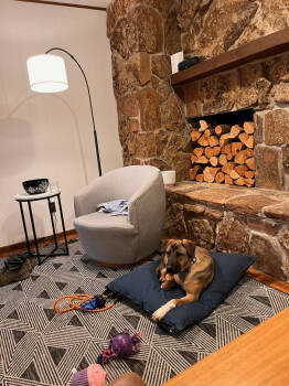 Rescue Shepherd Dogs for Adoption in Evergreen, Colorado - Millie B | PetCurious