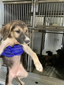 LITTLE DOG -  Mixed Breed Dog for Adoption in Dallas, Texas - LITTLE DOG | PetCurious