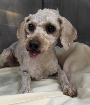 Georgia -  Poodle Dog for Adoption in Malvern, Pennsylvania - Georgia | PetCurious
