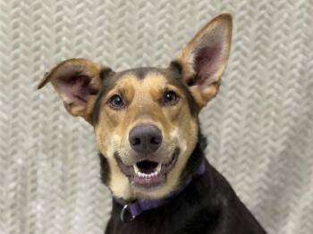 Willow -  Doberman Pinscher and Labrador Retriever Dog for Adoption in Portland, Oregon - Willow | PetCurious