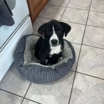 Pineapple -  Labrador Retriever and Terrier Dog for Adoption in Plainfield, Illinois - Pineapple | PetCurious