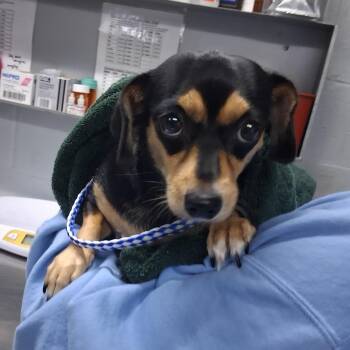 Rockette -  Mixed Breed Dog for Adoption in Summerville, South Carolina - Rockette | PetCurious