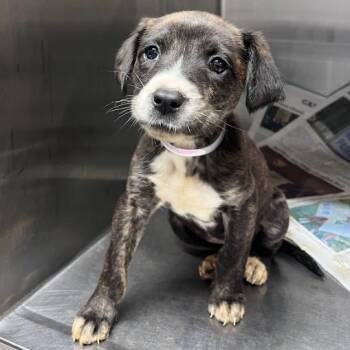 Pointer and Terrier Dogs Available for Adoption - Lemon Drop | PetCurious