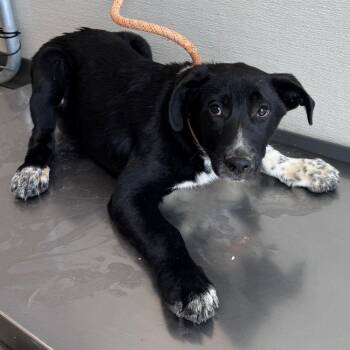 Mixed Breed Dogs Available for Adoption in Las Cruces, New Mexico - Poppy | PetCurious