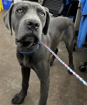 Mixed Breed Dogs Available for Adoption in Dallas, Texas - DRIZZLE | PetCurious