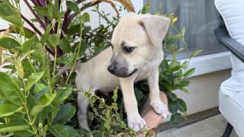 Shiloh -  Black Mouth Cur Dog for Adoption in Plano, Texas - Shiloh | PetCurious