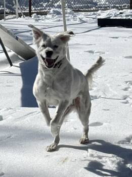 Mixed Breed Dogs Available for Adoption - Pearl | PetCurious