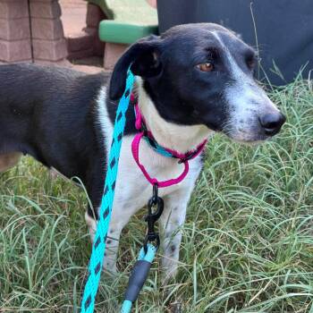 Gigi -  Border Collie Dog for Adoption in Wando, South Carolina - Gigi | PetCurious