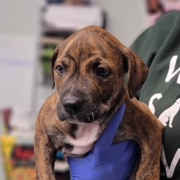 Rescue Mixed Breed Dogs for Adoption in Troy, Illinois - Dakota | PetCurious
