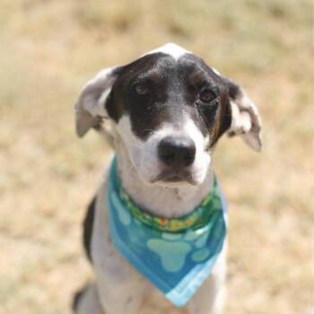 VACA -  American Staffordshire Terrier Dog for Adoption in San Antonio, Texas - VACA | PetCurious
