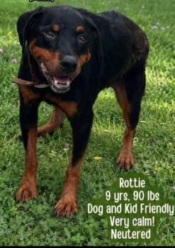 Bogie -  Rottweiler Dog for Adoption in Deering, New Hampshire - Bogie | PetCurious