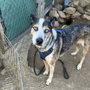 Rescue Australian Cattle Dog Blue Heeler Dogs for Adoption in Flagstaff, Arizona - Ash - Eyes To Melt For! | PetCurious
