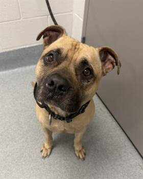 BLASTOISE -  Pit Bull Terrier and Mixed Breed Dog for Adoption in Indianapolis, Indiana - BLASTOISE | PetCurious