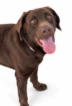 Willie-HW+ -  Labrador Retriever and Mixed Breed Dog for Adoption in Bowling Green, Kentucky - Willie-HW+ | PetCurious