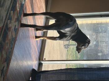 Rottweiler Dogs Available for Adoption - Bruce | PetCurious