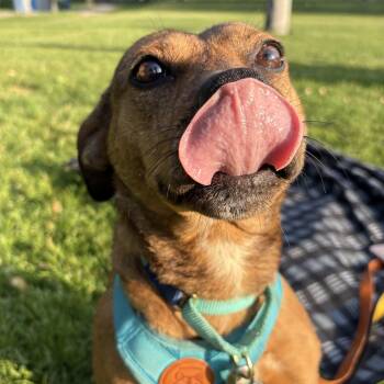 Phoenix -  Mixed Breed Dog for Adoption in Oakville, Ontario - Phoenix | PetCurious