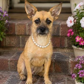 Bonnie -  Shih Tzu and Chihuahua Dog for Adoption in Crosby, Texas - Bonnie | PetCurious