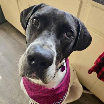 Chloe -  Great Dane Dog for Adoption in Frankfort, Kentucky - Chloe | PetCurious