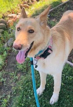 CANELA -  German Shepherd Dog Dog for Adoption in Sacramento, California - CANELA | PetCurious