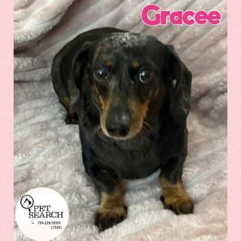 Gracee -  Miniature Dachshund Dog for Adoption in Washington, Pennsylvania - Gracee | PetCurious