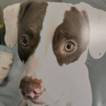 Terrier Dogs Available for Adoption - Louie | PetCurious