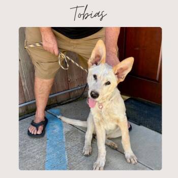 Shepherd and Cattle Dog Dogs Available for Adoption - TOBIAS | PetCurious