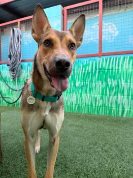 Tagalong -  Shepherd Dog for Adoption in Phoenix, Arizona - Tagalong | PetCurious