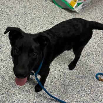 Labrador Retriever Dogs Available for Adoption - Elvis | PetCurious