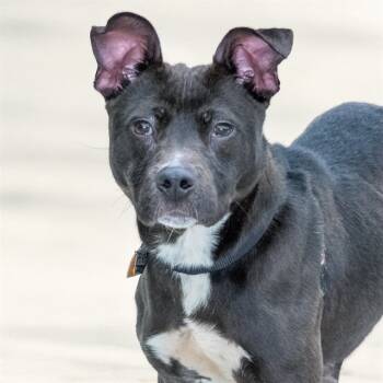 Rescue Pit Bull Terrier and Mixed Breed Dogs for Adoption in St. Louis, Missouri - RUPEE | PetCurious