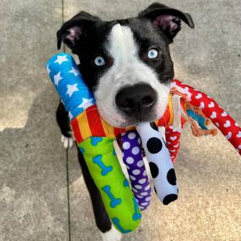 Jeebus -  Husky and American Staffordshire Terrier Dog for Adoption in Grand Rapids, Michigan - Jeebus | PetCurious