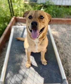 Joey -  Cattle Dog Dog for Adoption in Sonora, California - Joey | PetCurious