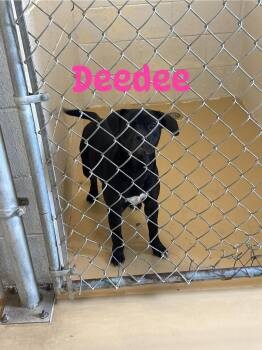 DeeDee -  French Bulldog and Pit Bull Terrier Dog Available for Adoption in Clyde, Texas - DeeDee | PetCurious